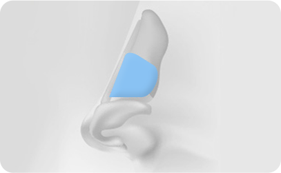 Septal cartilage