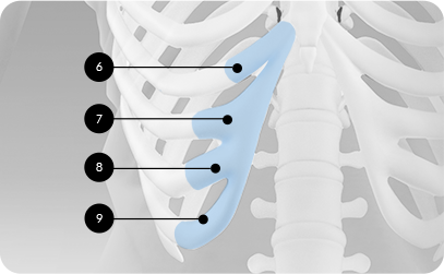 Costal cartilage
